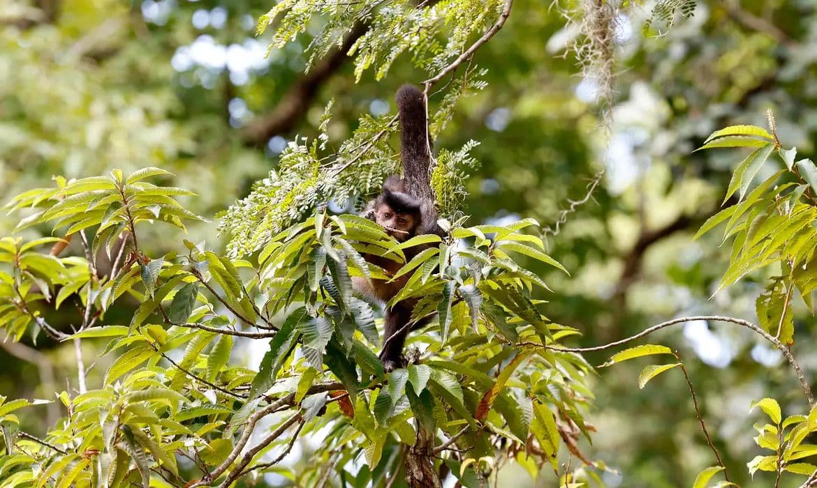 Entidades lançam carta para reconhecer direitos da natureza nas eleições