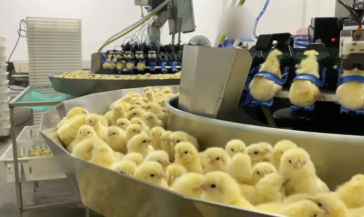 Investigação denuncia trituração de pintinhos na indústria de ovos