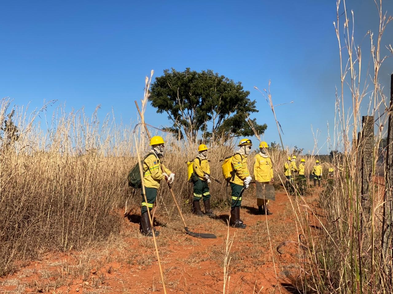 Curso de brigada florestal tem novas datas de inscrição definidas