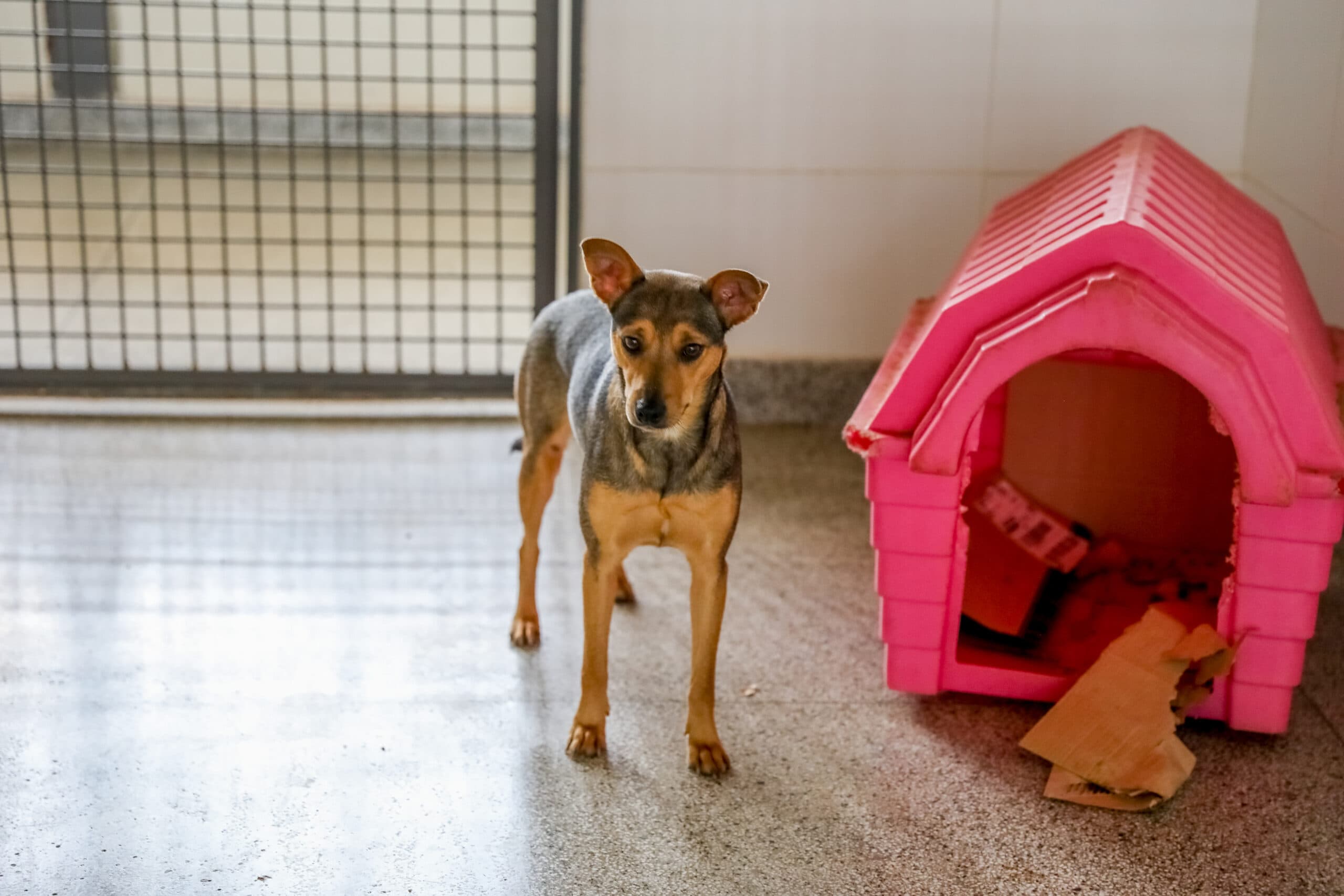 Quer adotar um animal de estimação? Saiba como