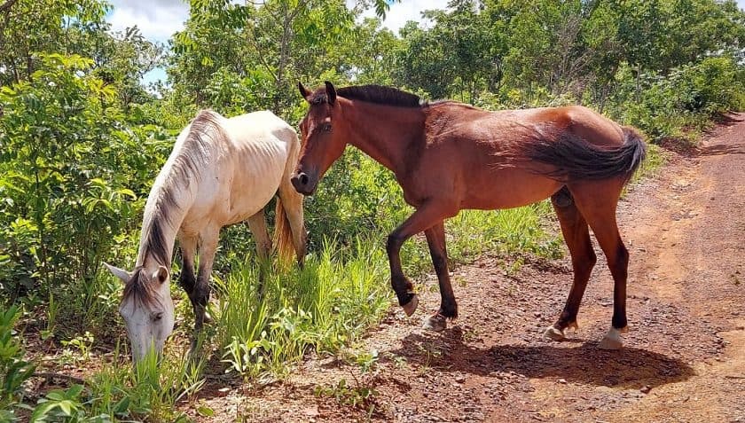 GDF promove adoção de animais de grande porte