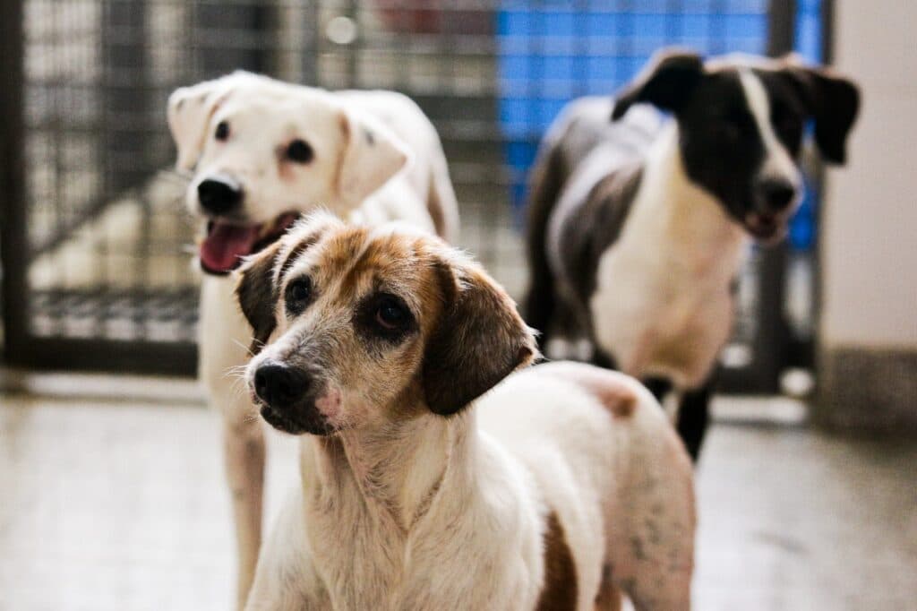 Pesquisa revela saúde dos animais atendidos no Programa de Castração