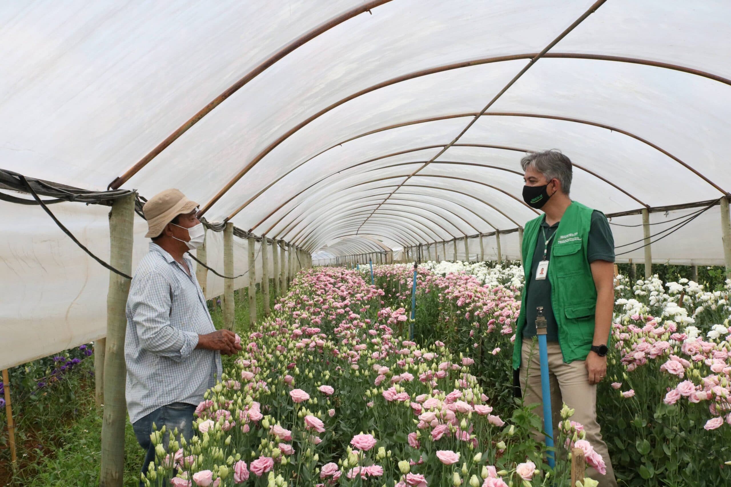 Extensionistas rurais auxiliam 18 mil agricultores no DF e no Entorno
