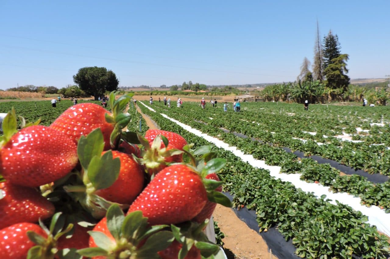 Capital cultiva 31,8 mil toneladas de frutas por ano