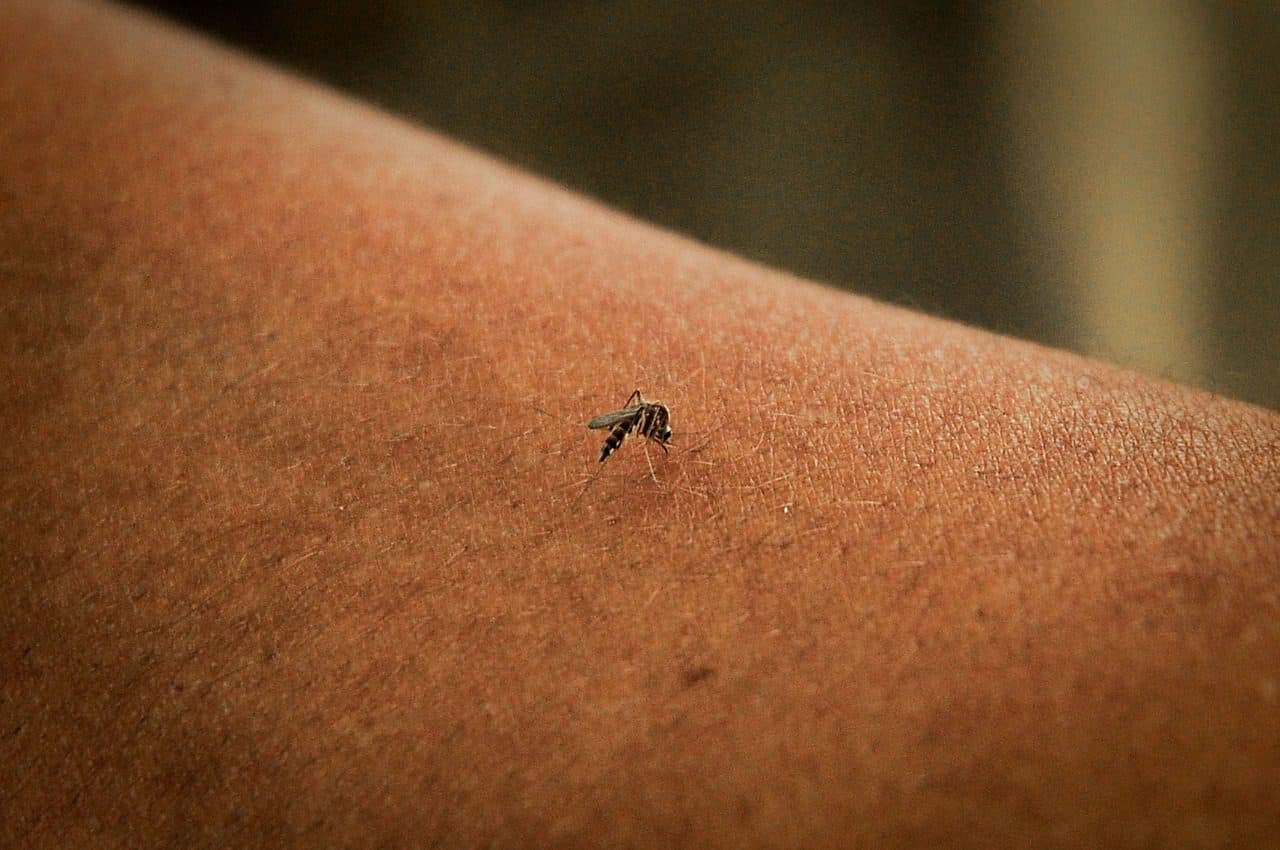 Será que é dengue? Conheça os sintomas