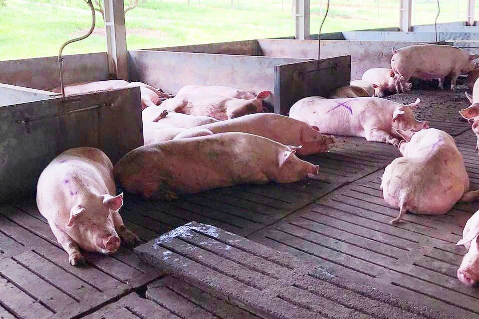 DF investe em técnica e expande comércio de carne suína