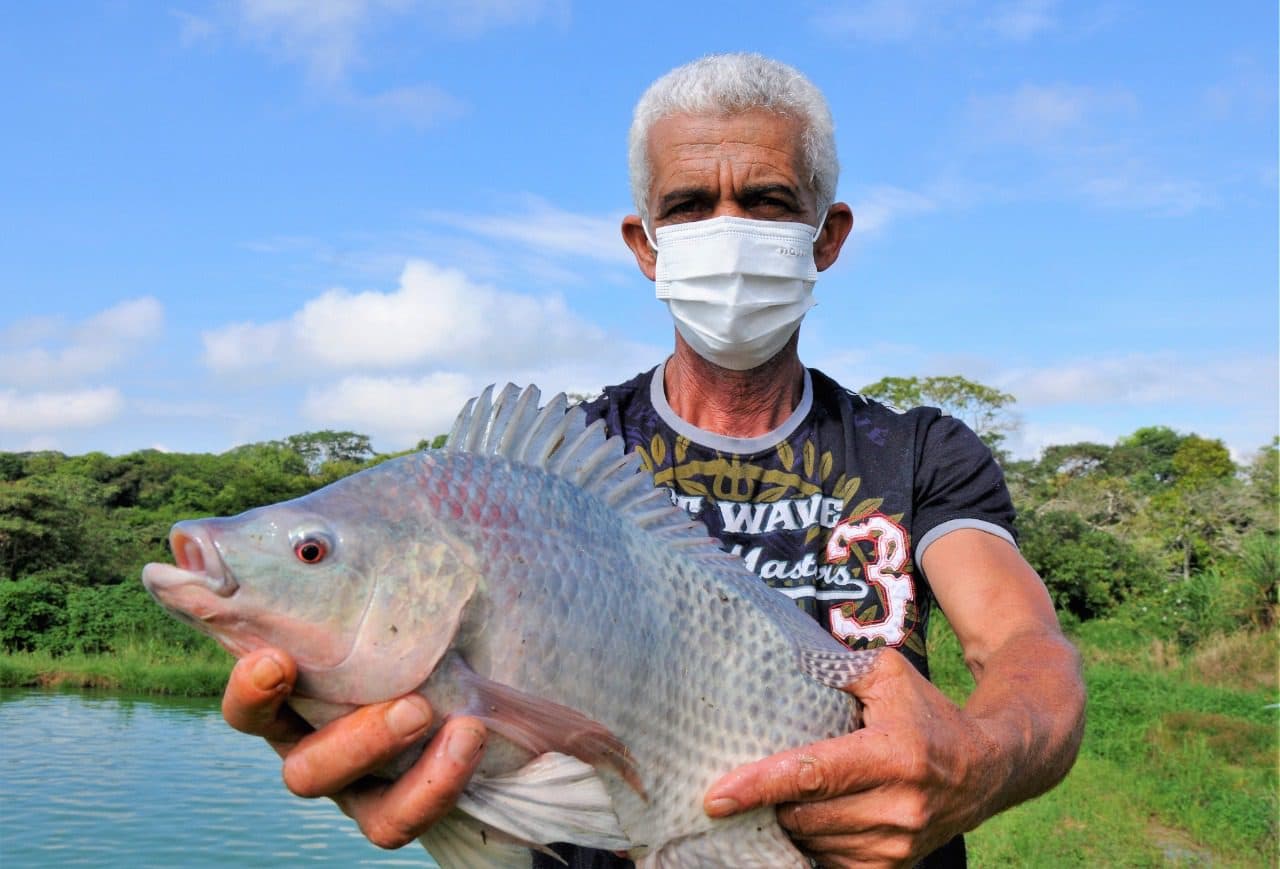 Mercado bom para peixe no Distrito Federal