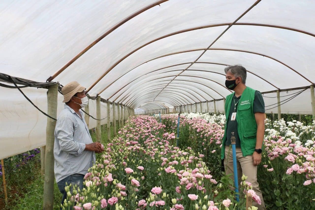 Cultivo em sistema protegido é alternativa contra adversidades climáticas