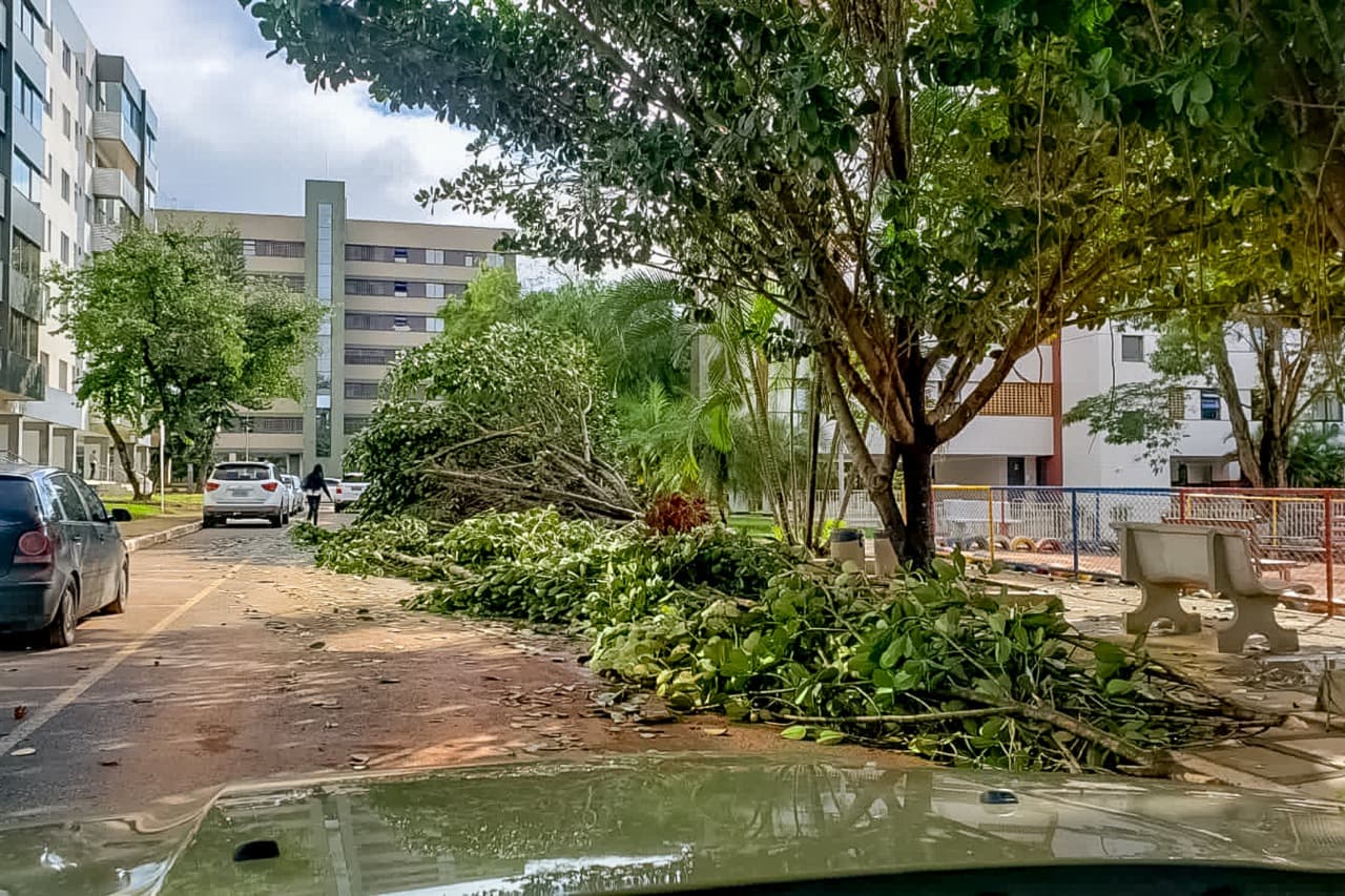 Com temporais, manutenção de áreas verdes é intensificada