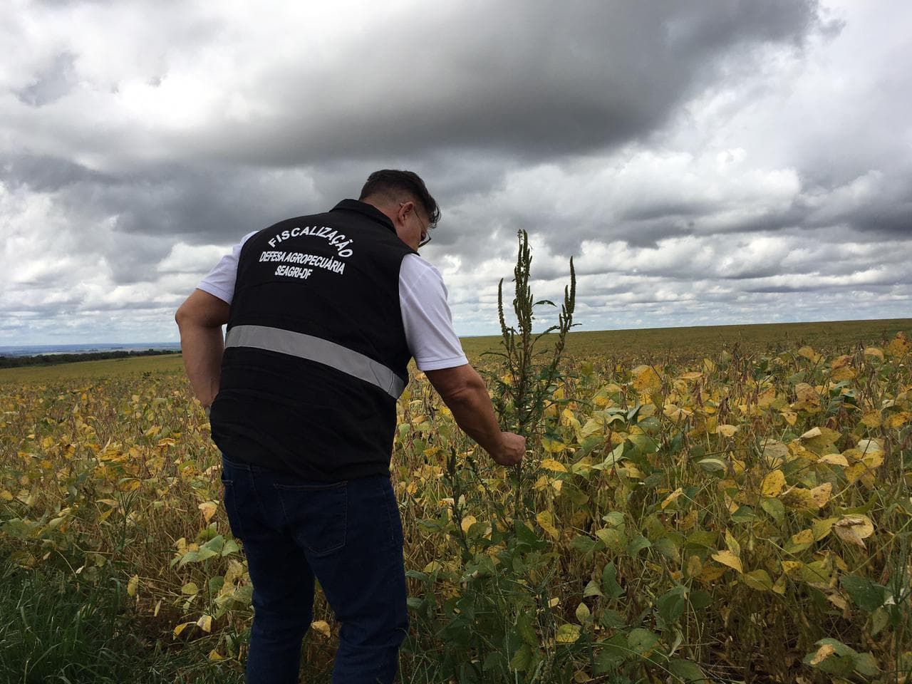 Ação da Secretaria de Agricultura previne entrada de erva daninha no DF