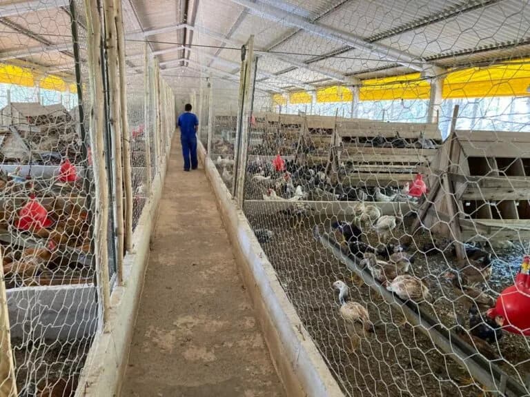 Medidas de proteção à entrada da influenza aviária no DF são prorrogadas