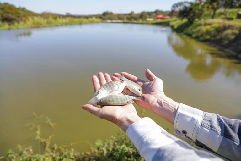 Produção de pescado no DF supera 1.800 toneladas por ano