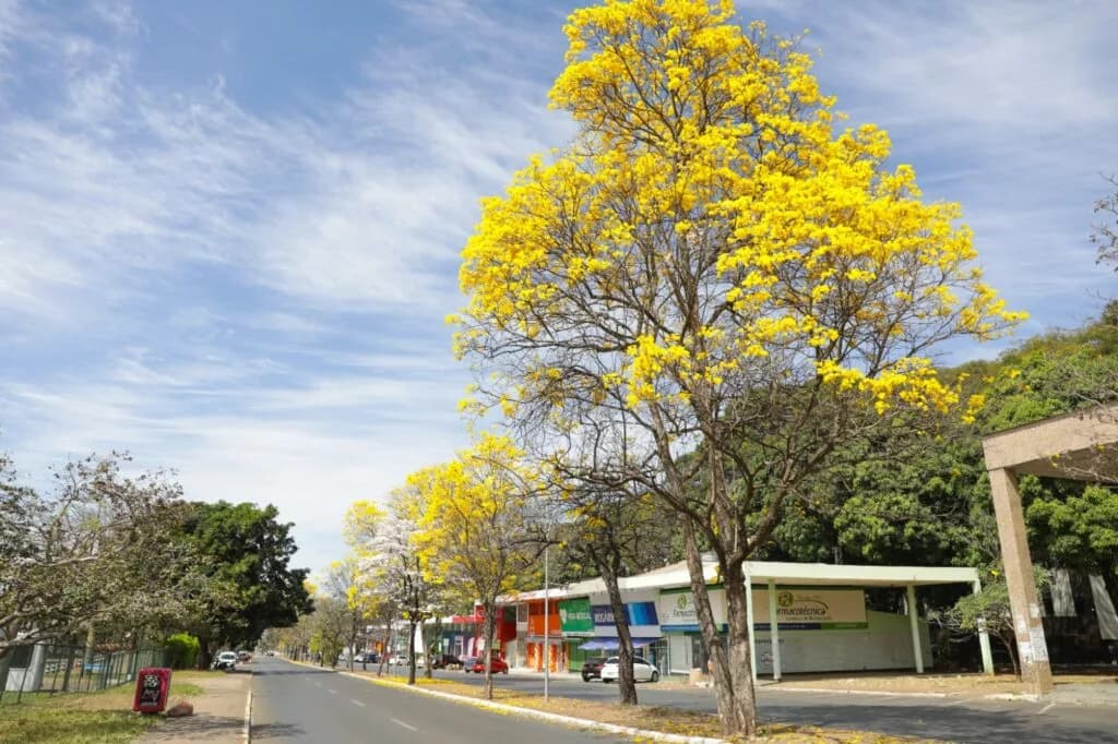 Começa a temporada dos ipês amarelos no Distrito Federal