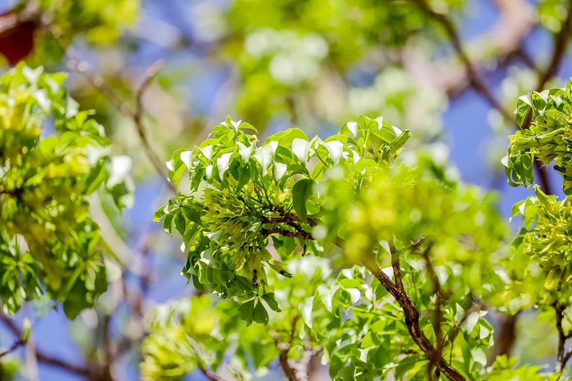Flores verdes: ipês mais raros começam a florescer em Brasília