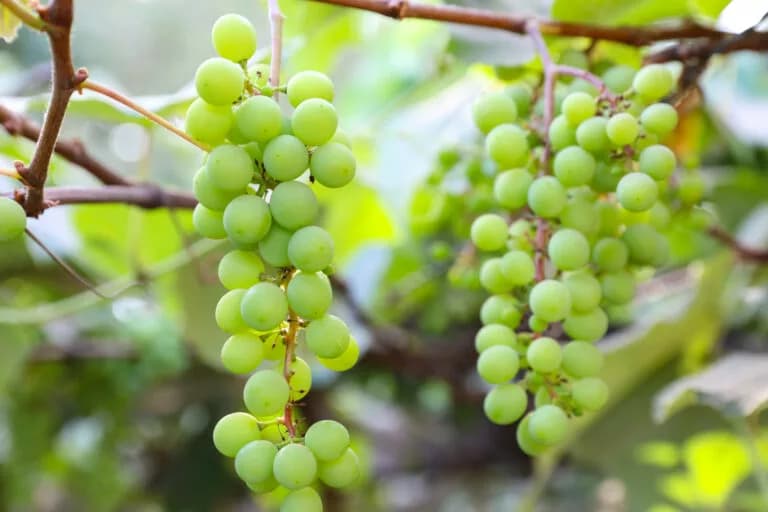 Feira da Uva e do Vinho mostra a força da produção do DF