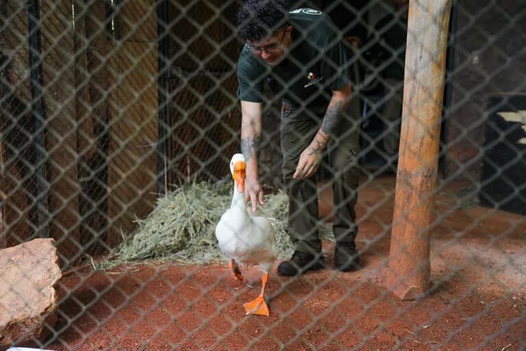Bené, o ganso órfão, é levado para o Zoológico de Brasília