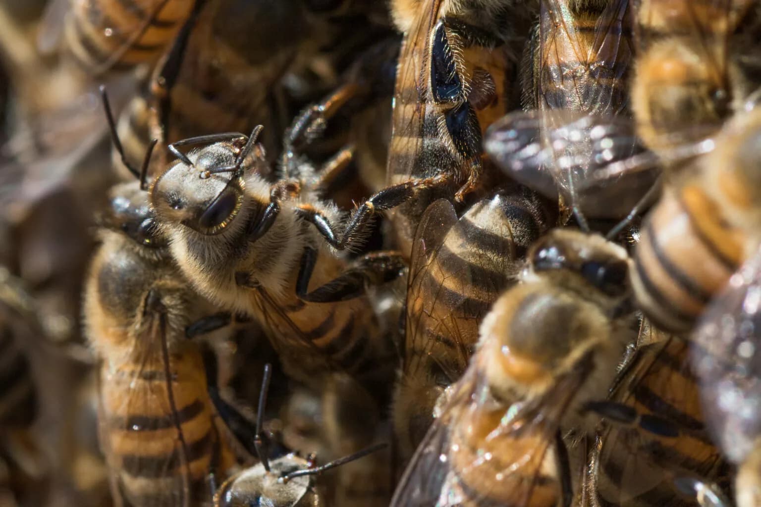 Especialistas alertam para ataques de abelhas e orientam sobre socorro