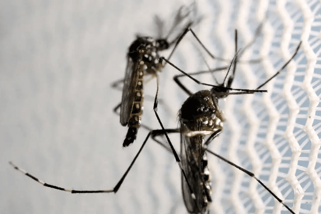 Dengue clássica ou hemorrágica: entenda a diferença e os sinais de alerta