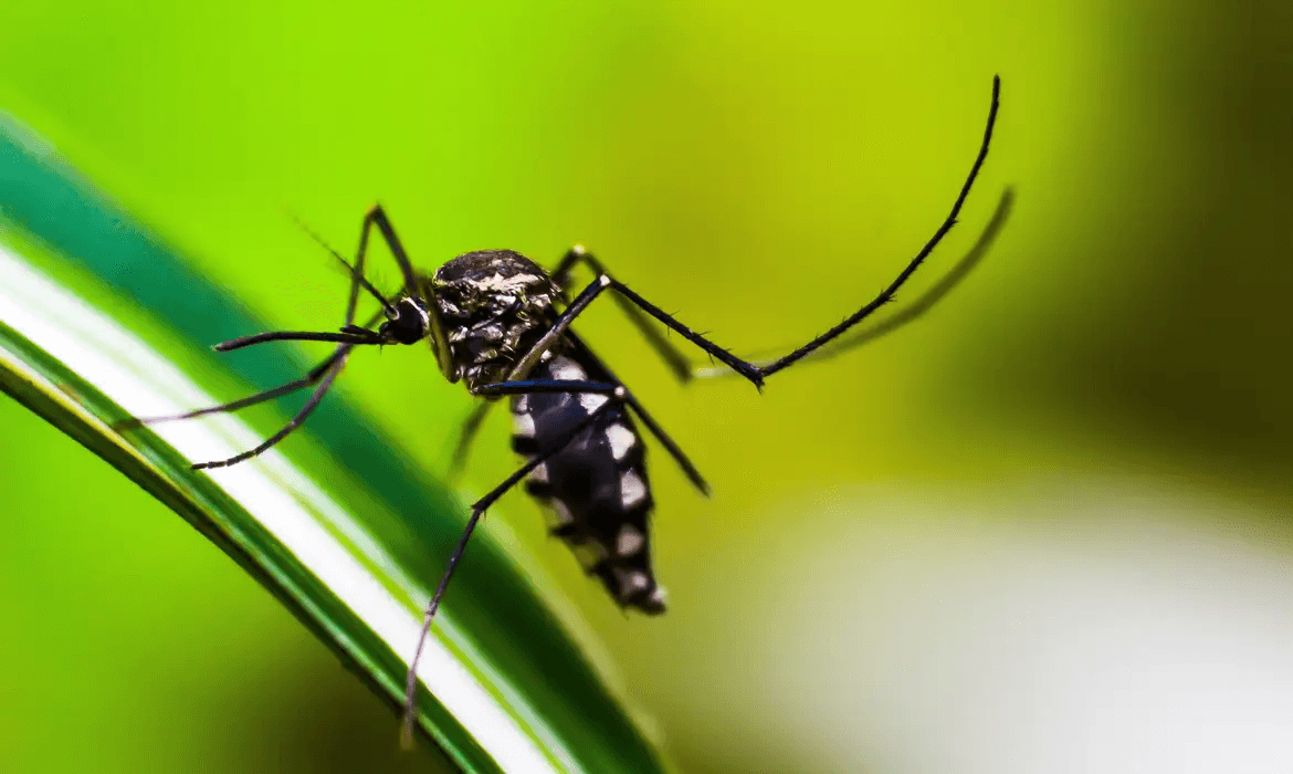 DF já pode ter ultrapassado recorde de casos de dengue, diz Saúde