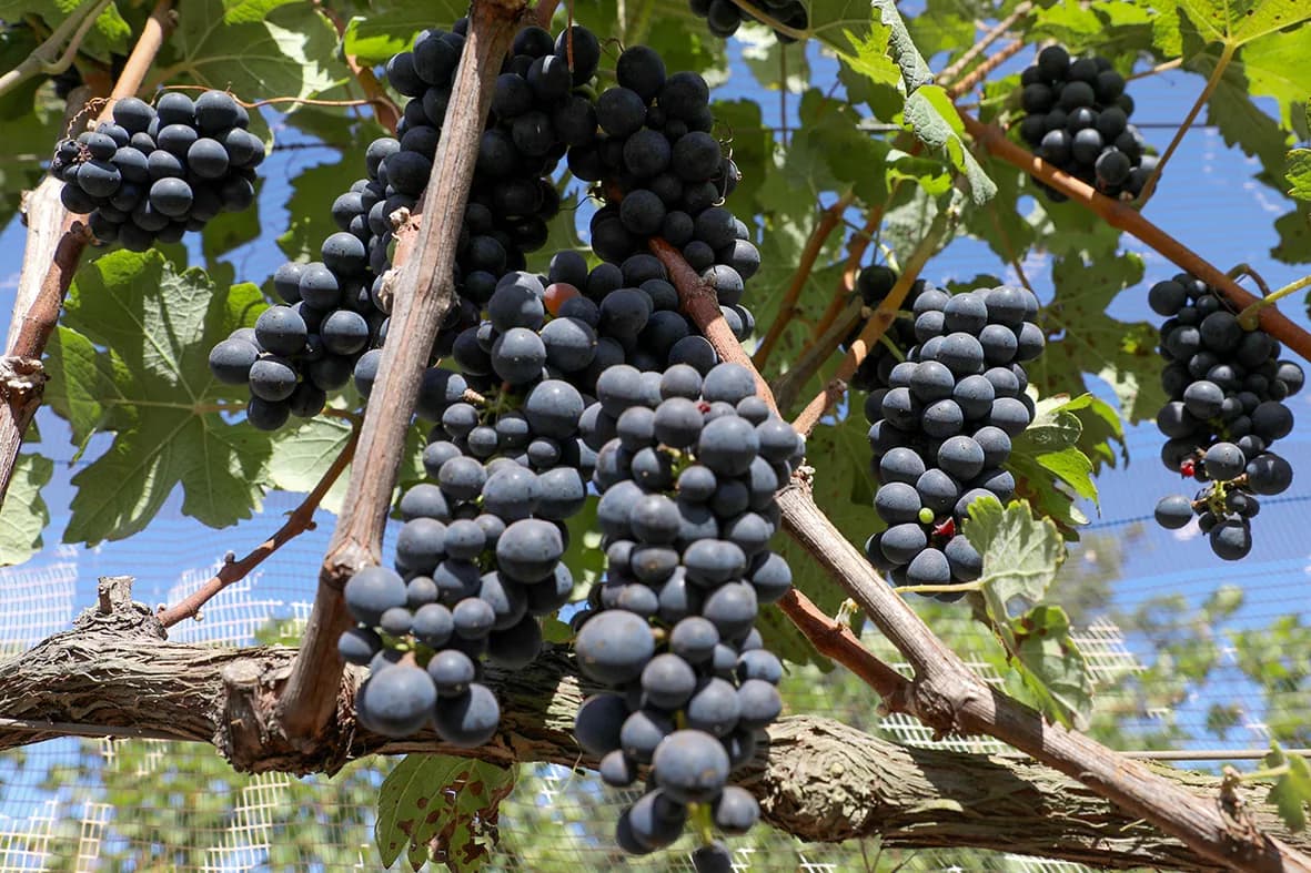 DF sedia primeira edição de feira nacional de vinhos