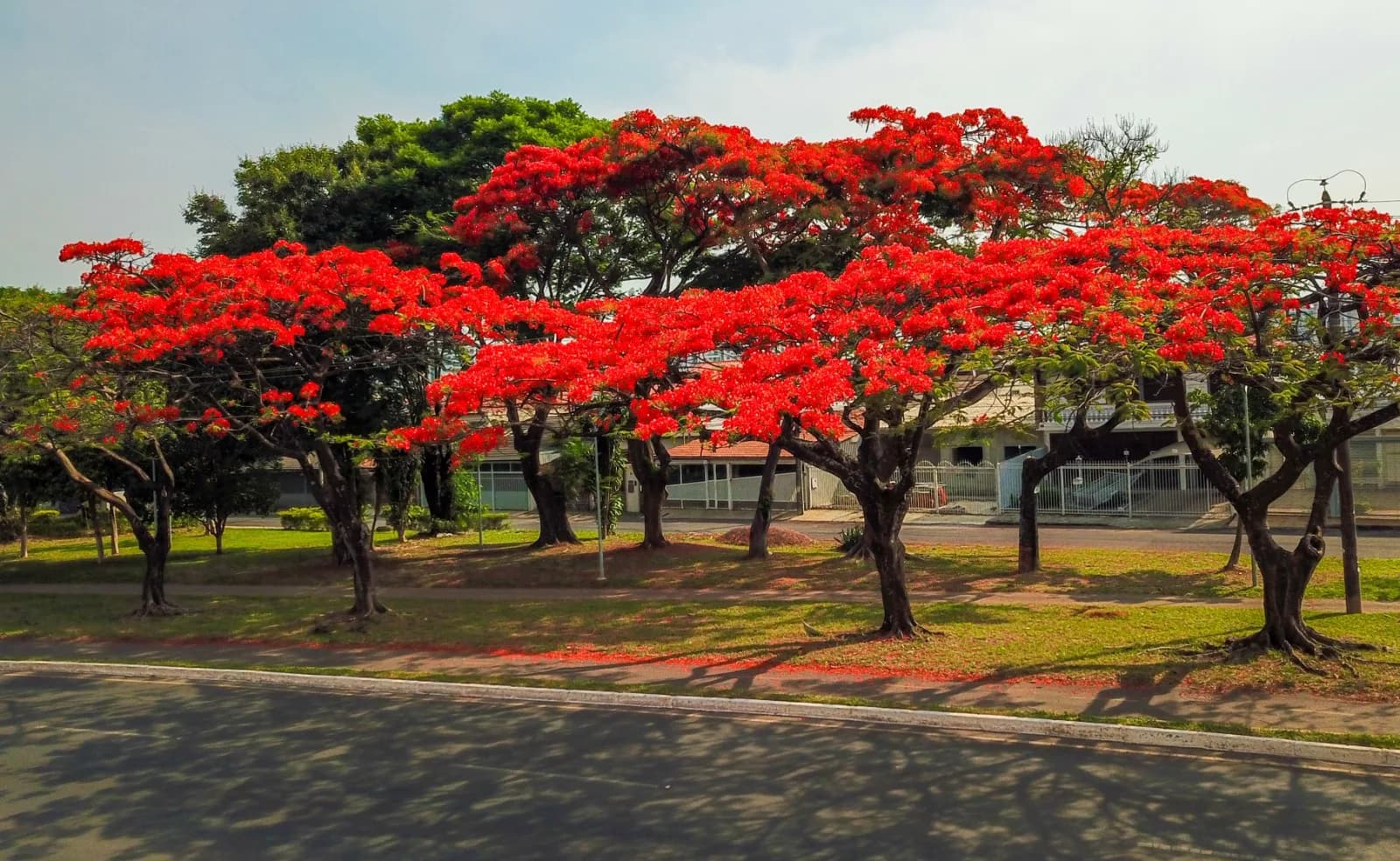 Primavera Transforma o Distrito Federal em Paleta de Cores e Aromas
