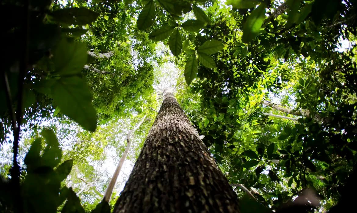 COP29 fecha acordo climático e busca fortalecer combate às mudanças climáticas