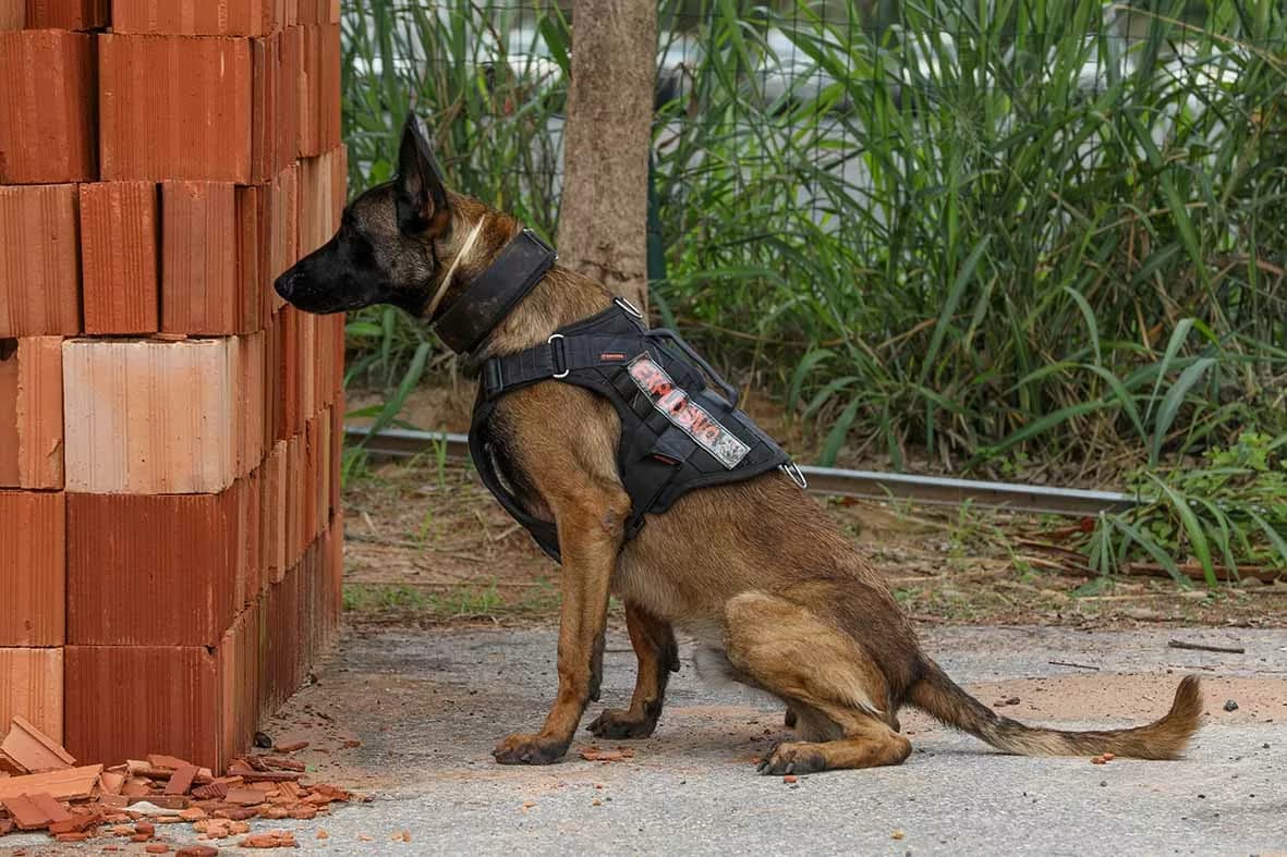 Cães policiais do DF se destacam em operações de segurança e ganham reconhecimento internacional