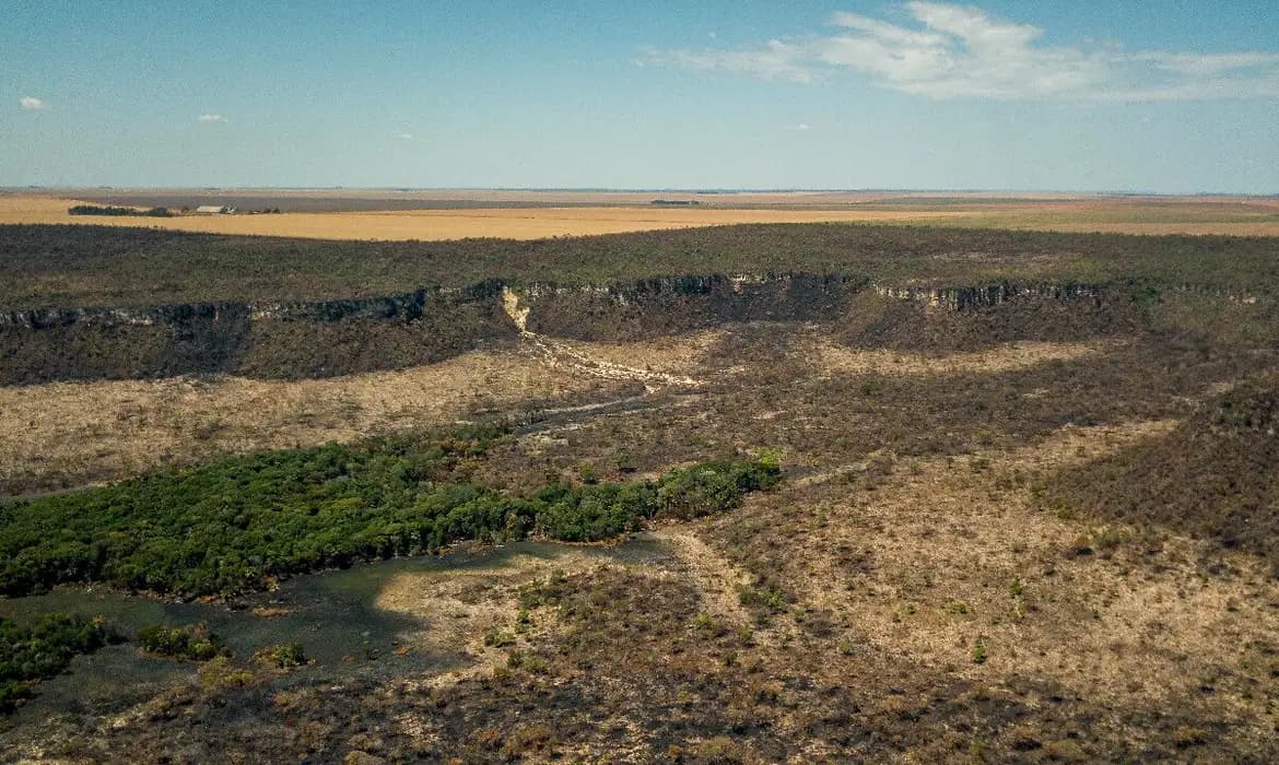 Desmatamento no cerrado registra queda de 25,7% em 2023/2024