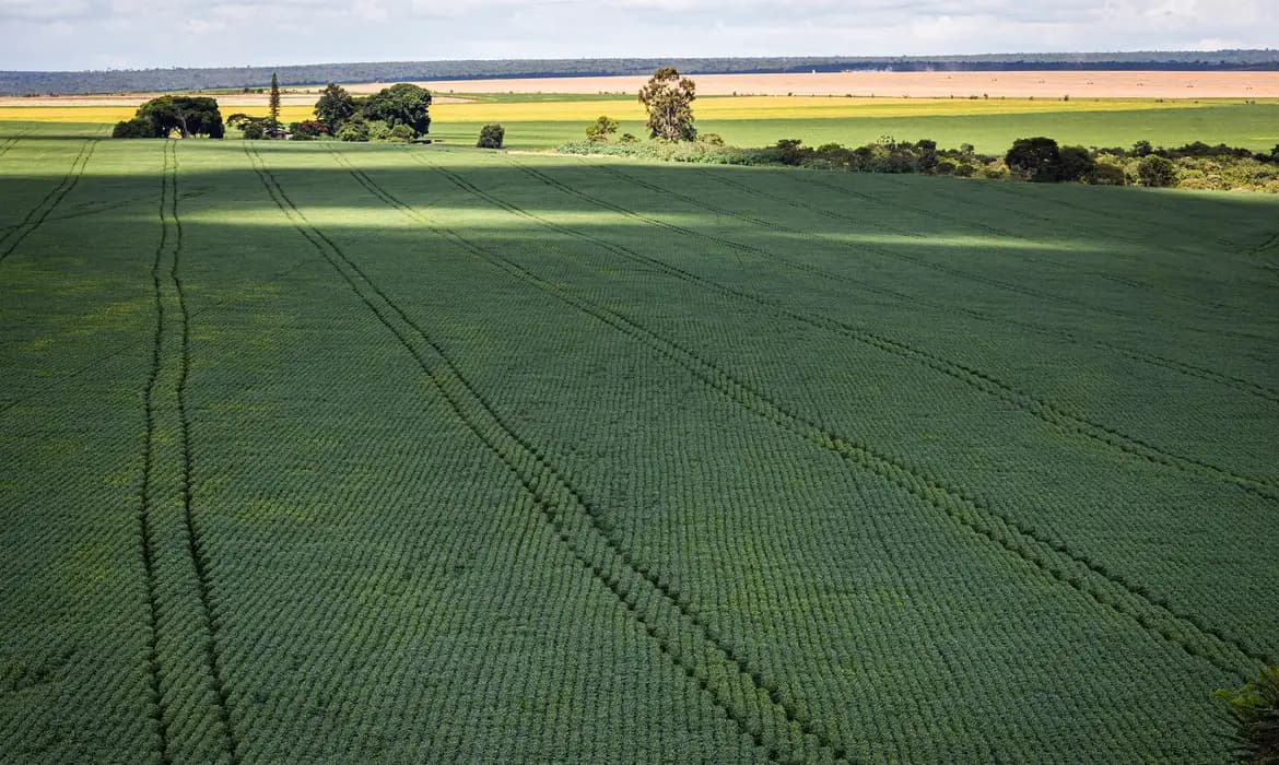 Crescimento da soja no Brasil atinge nove vezes a área inicial em quatro décadas