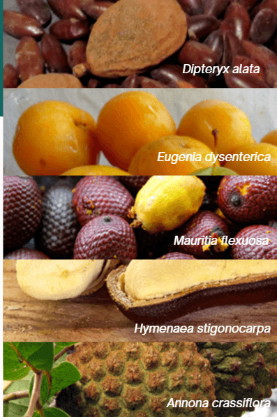 Projeto no DF valoriza frutos do cerrado e impulsiona economia sustentável