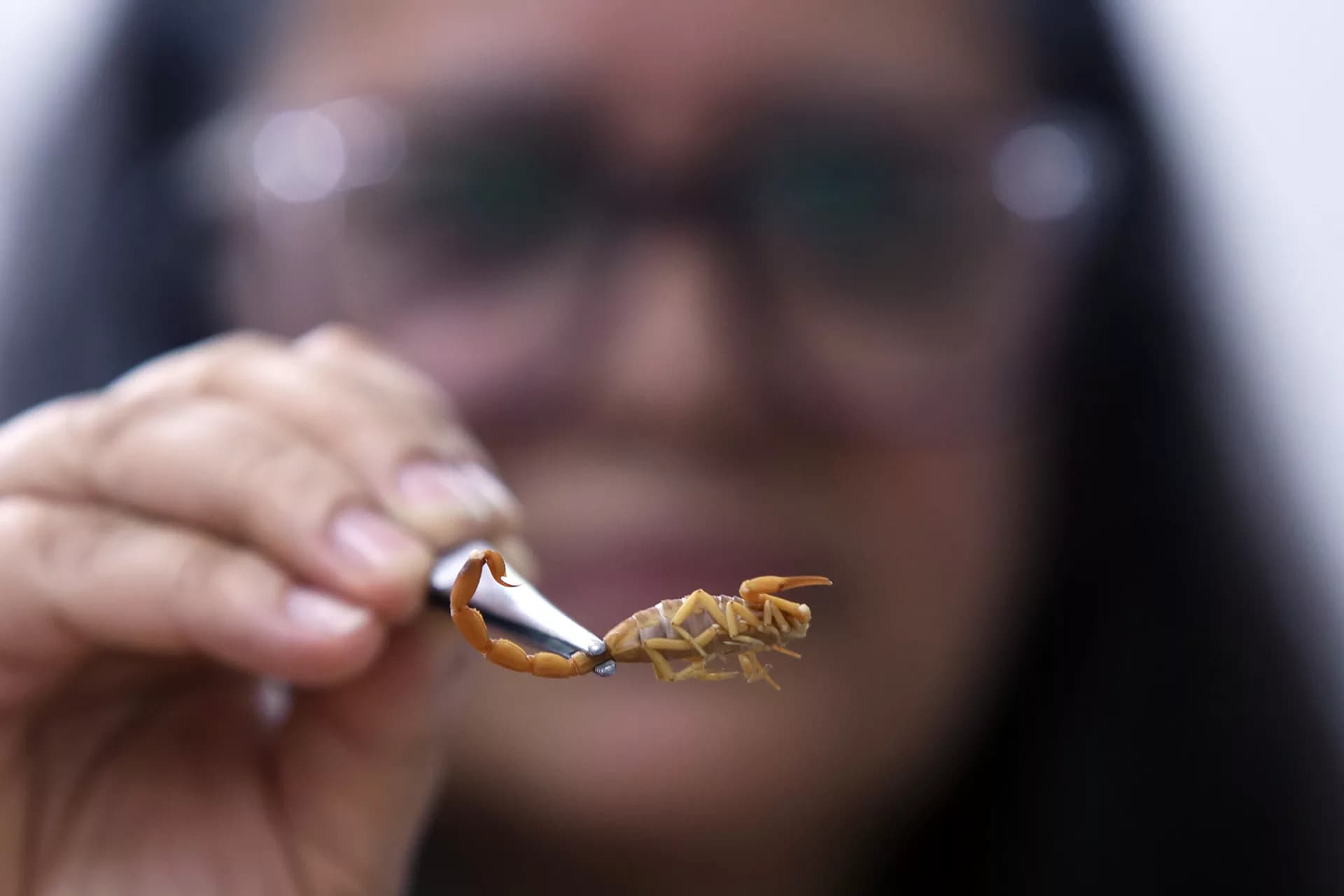 Aumento de Acidentes com Animais Peçonhentos Preocupa no Distrito Federal