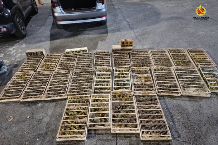 PMDF resgata 2,5 mil aves transportadas ilegalmente em condições precárias