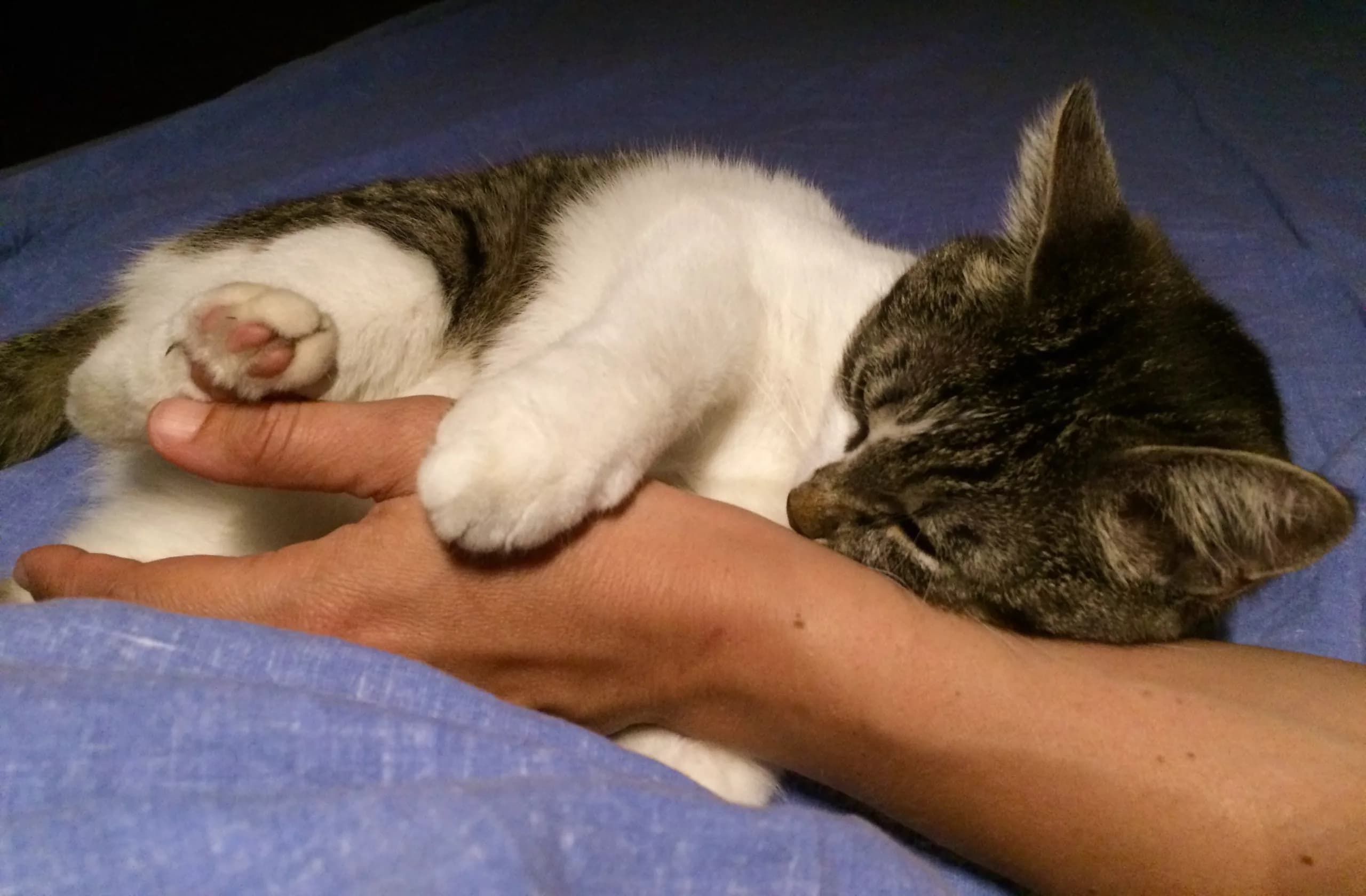 Presença de pets em hospitais públicos traz benefícios comprovados para saúde física e emocional de pacientes