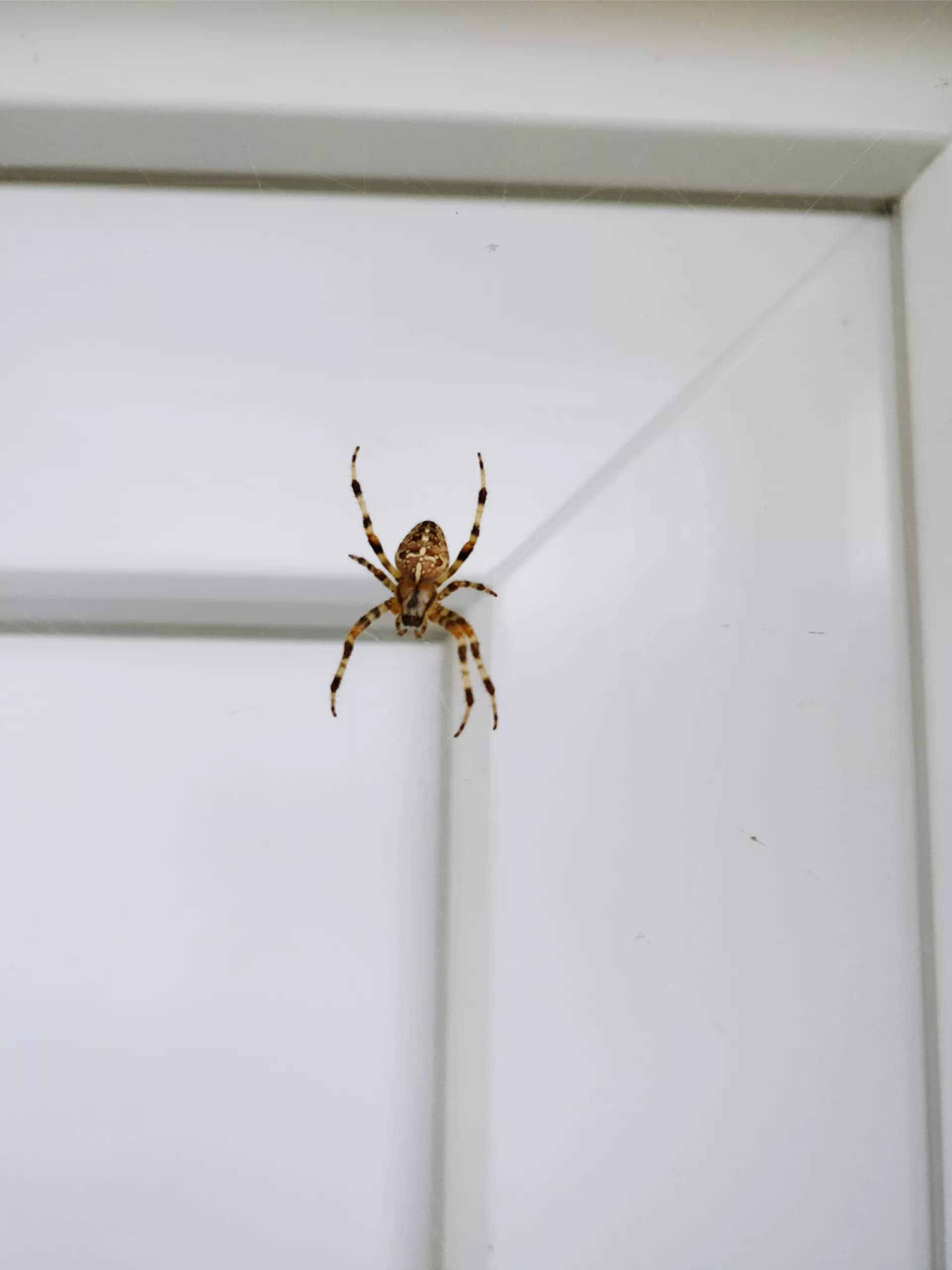 Aranhas em casa: saiba quando se preocupar e como agir em caso de picada