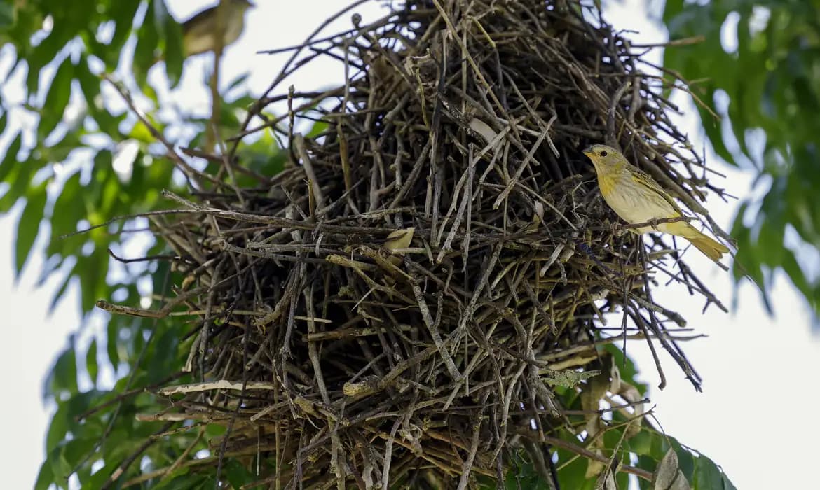 Redução no desmatamento da Mata Atlântica é sinal positivo, mas desafios persistem