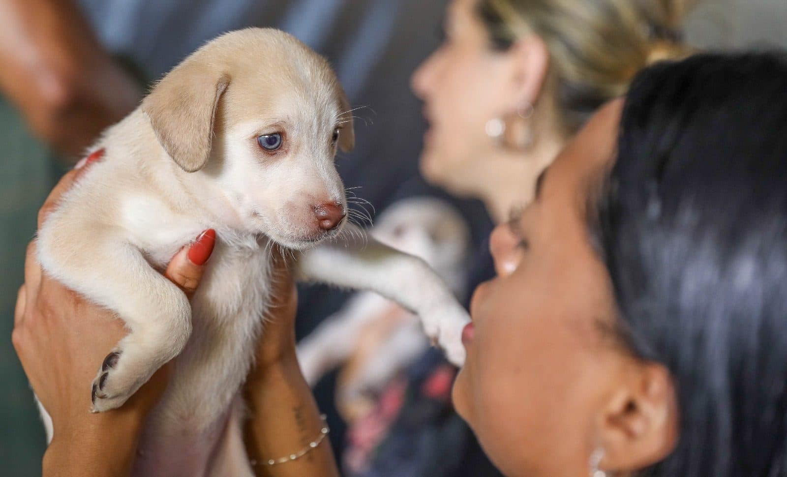 DF lança o Cria: Novo cadastro online para identificação de cães e gatos