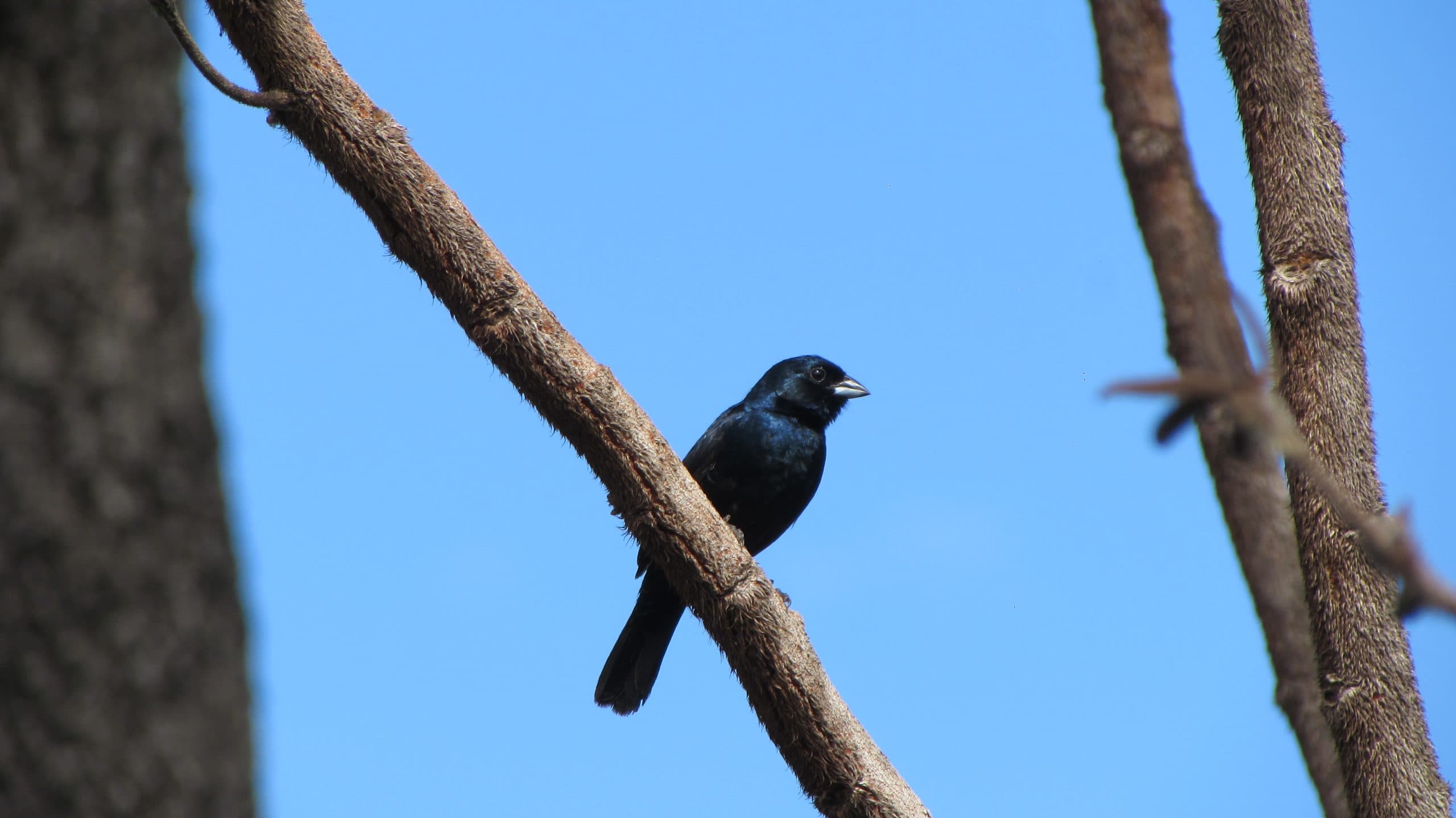 Novo regulamento para estudos de fauna será apresentado ao público