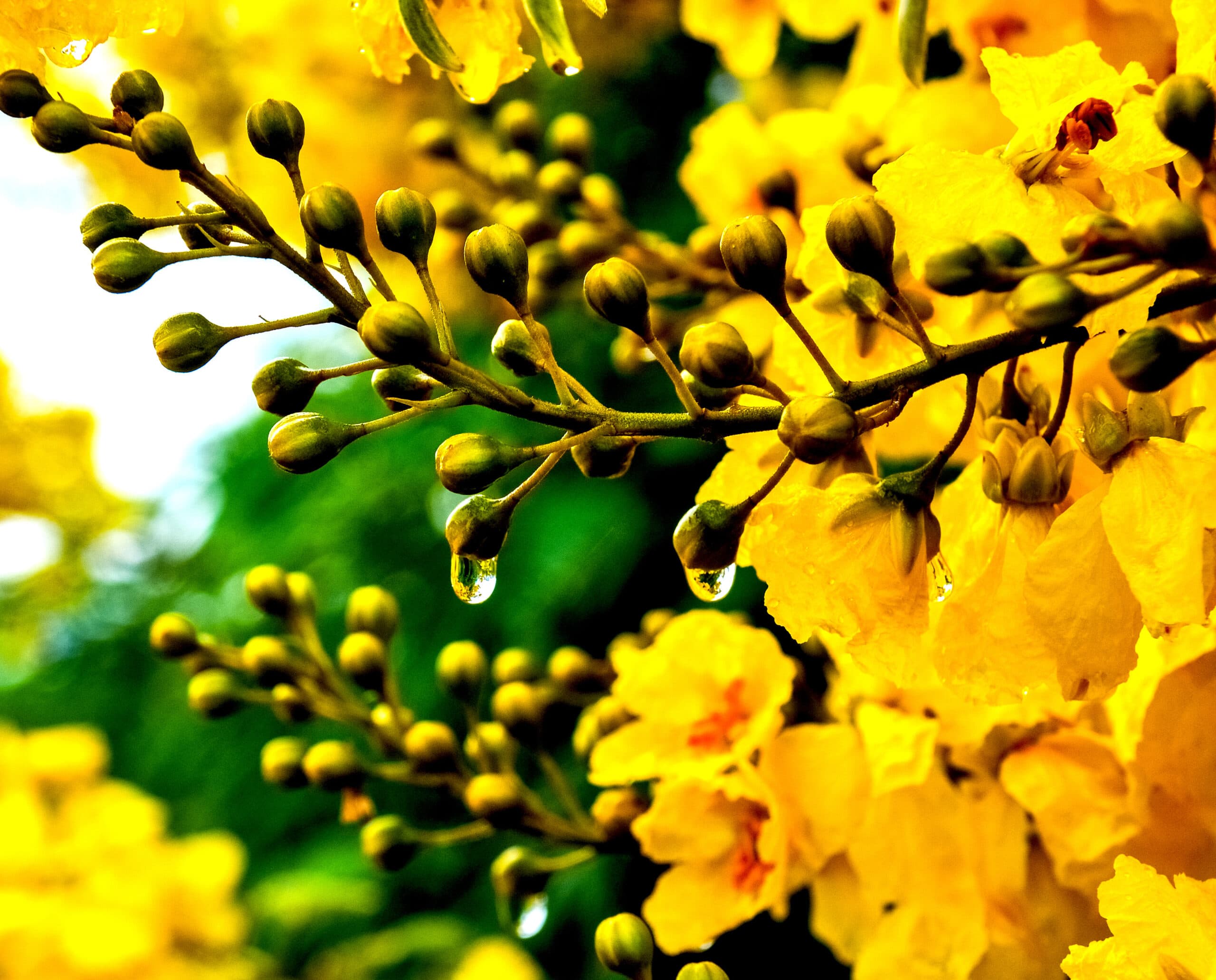 Todo dia é dia de flor: mais de 60 espécies colorem o DF o ano inteiro