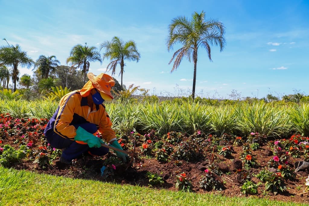Plano de arborização já plantou, este ano, 60 mil mudas no DF