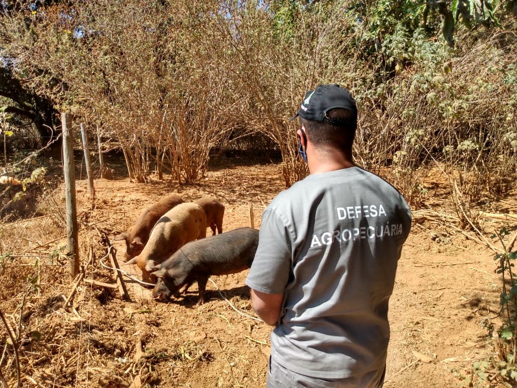 Estudo demonstra que rebanho do DF é livre de peste suína clássica