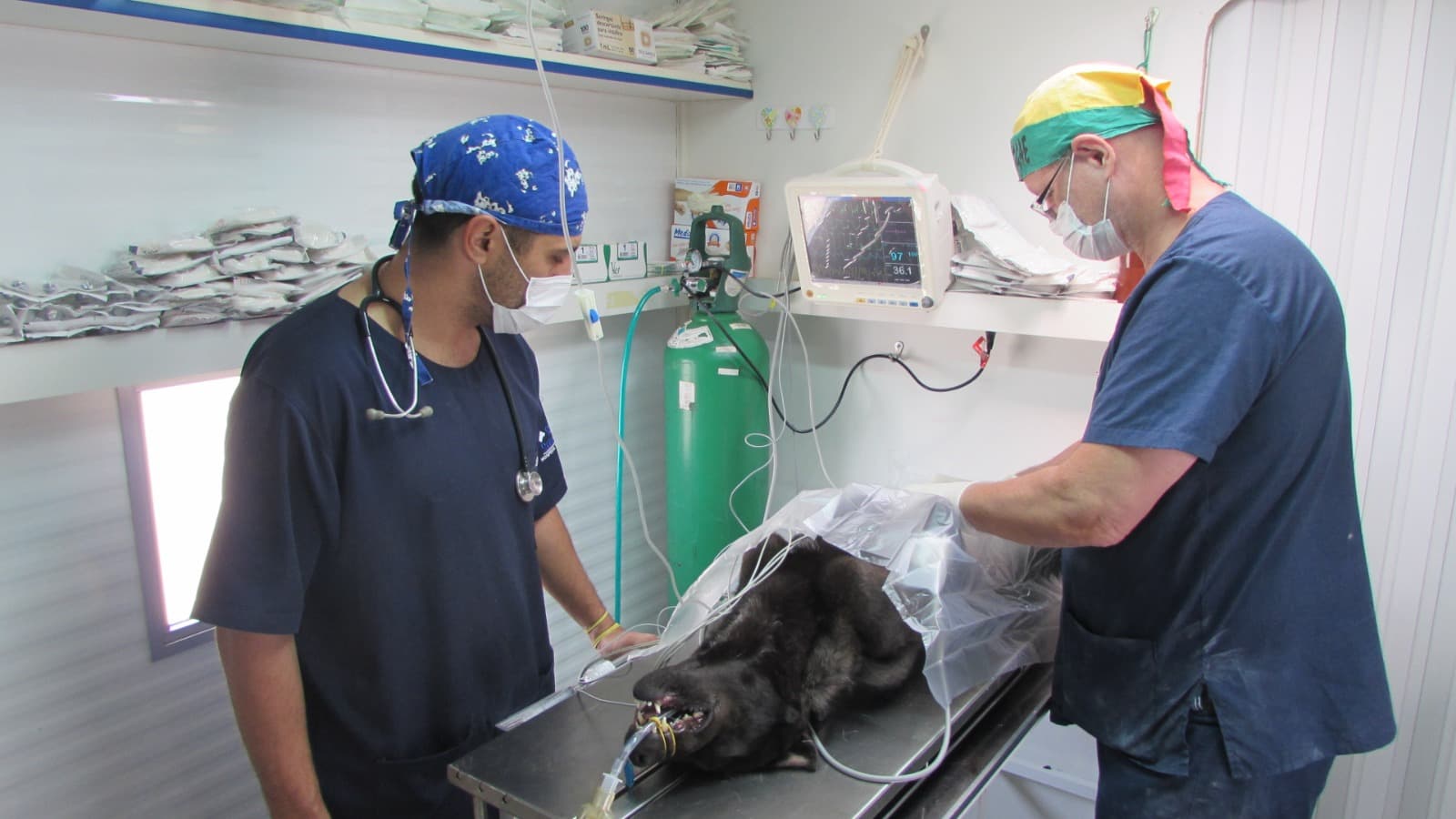 Assinada portaria de gestão conjunta para castração de cães e gatos