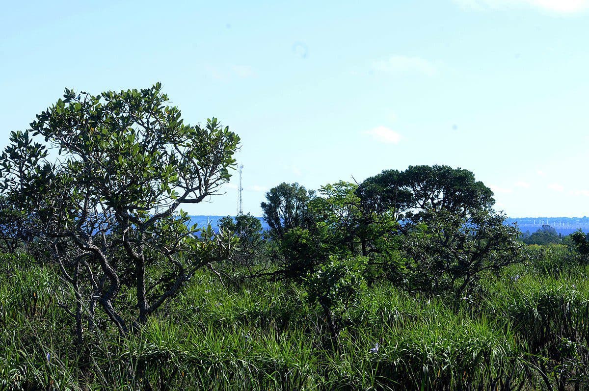 Parque Bernardo Sayão vai ganhar reforma