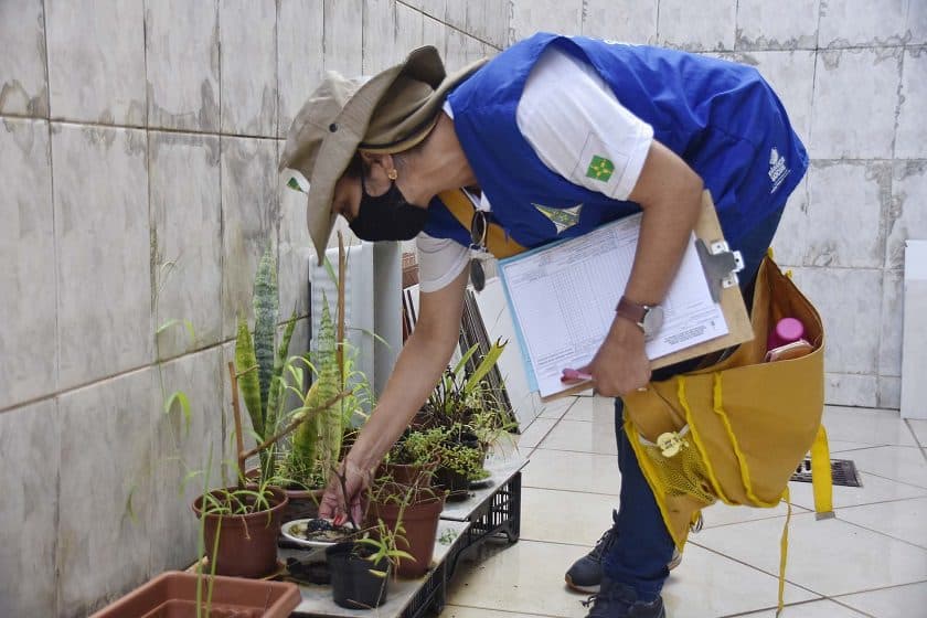 Quem tem plantas em casa deve redobrar cuidados contra Aedes aegypti