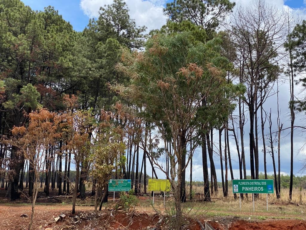 População debate poligonal da Floresta Distrital dos Pinheiros, no Paranoá