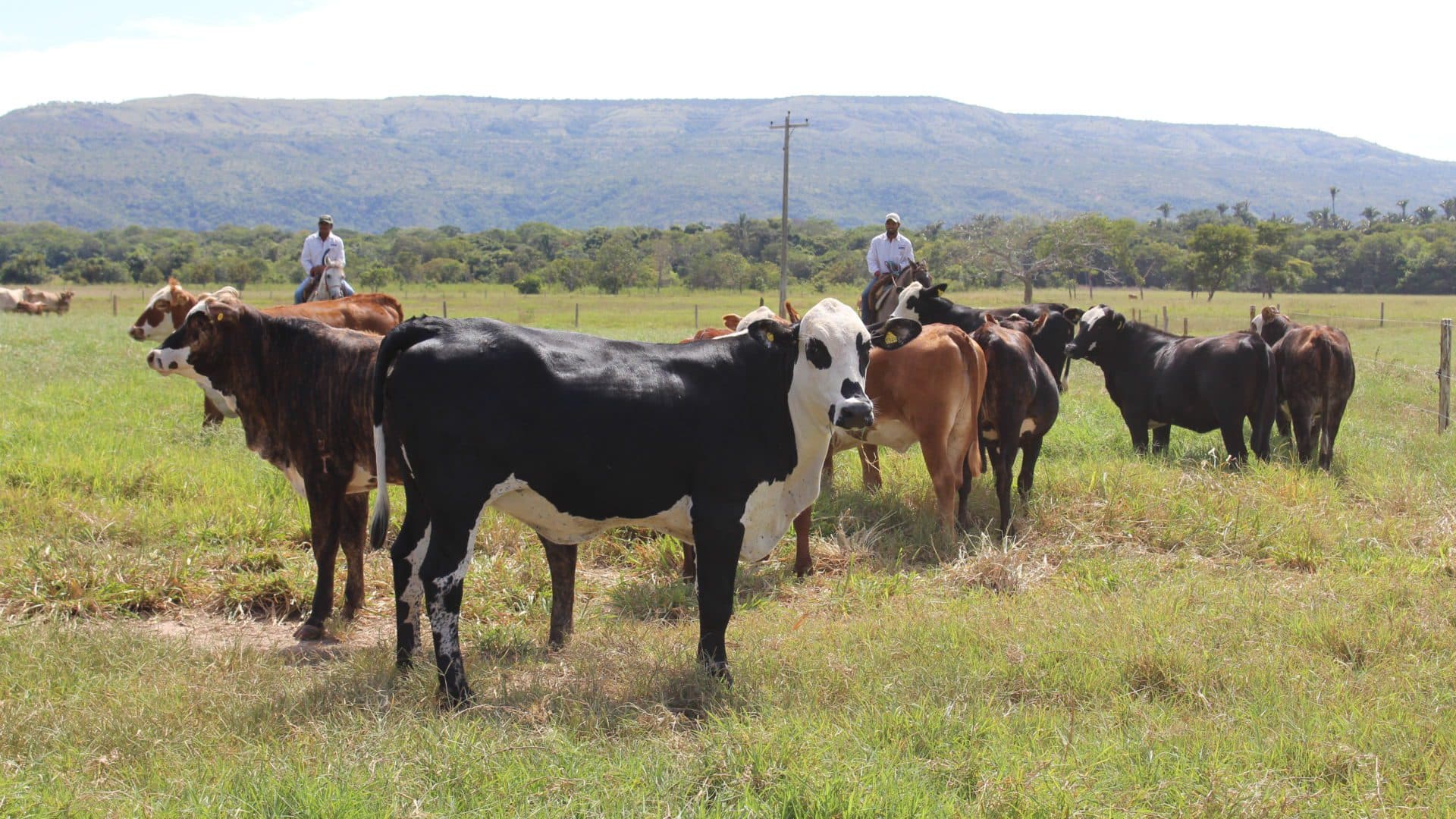 Cinco regiões terão atendimento itinerante sobre febre aftosa e raiva