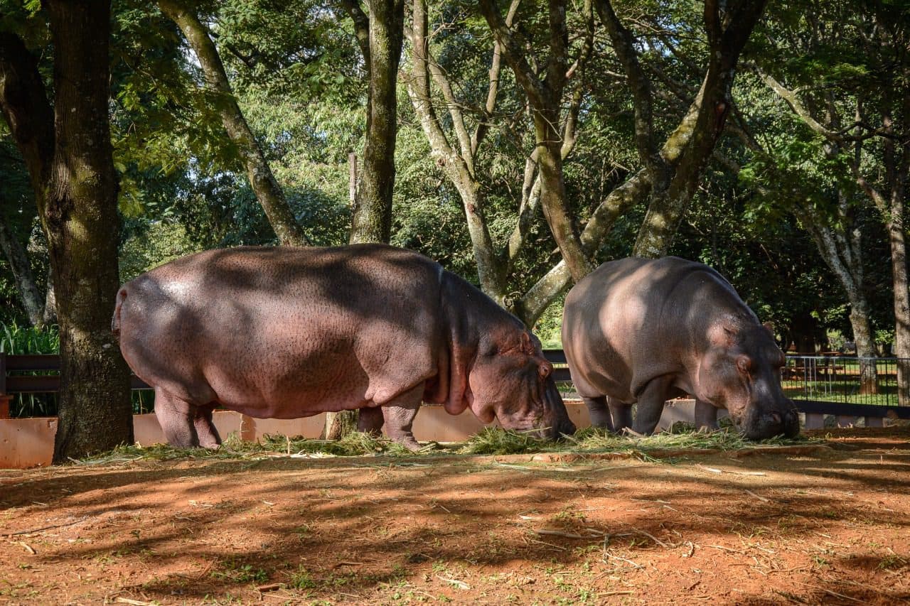 Hipopótamos ganham nova vida no Zoológico de Brasília