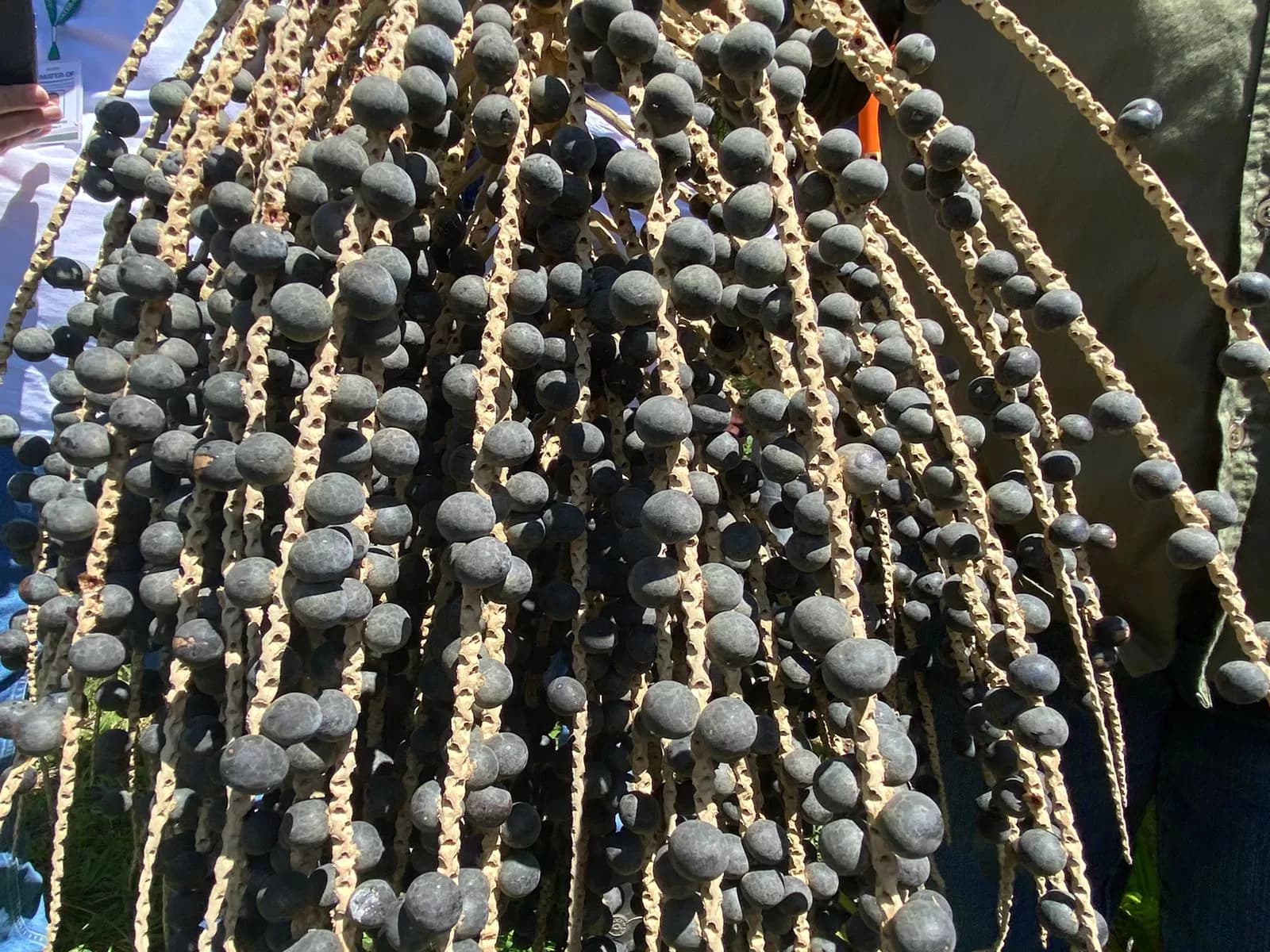 Produção de açaí é opção para produtores rurais do DF