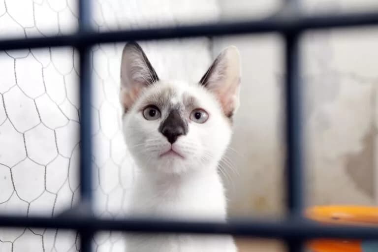 Campanha de castração gratuita de cães e gatos começa em junho