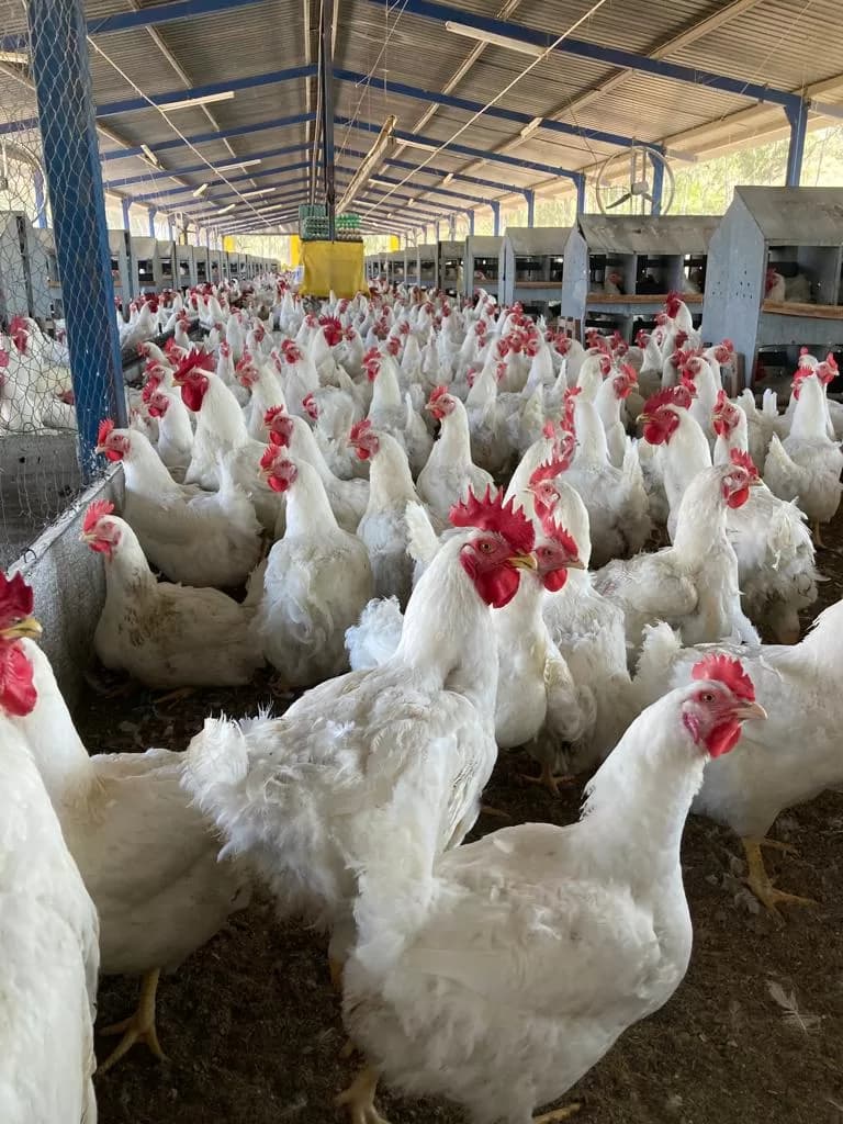 GDF elabora plano de emergência para combater influenza aviária
