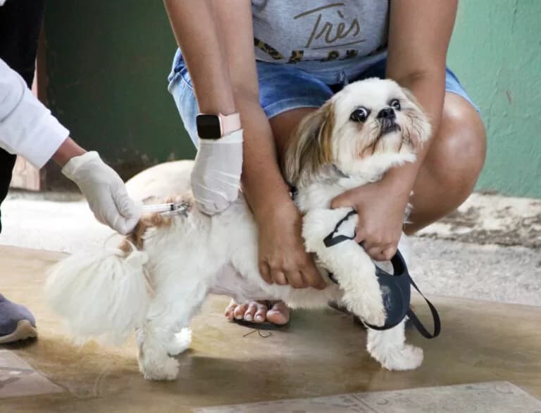 Campanha de vacinação antirrábica nas áreas rurais começa nesta quinta (1º)